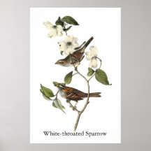 White-throated Sparrow - John Audubon Print