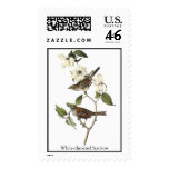 White-throated Sparrow - John Audubon Stamps