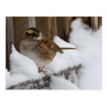 White Throated Sparrow Postcard