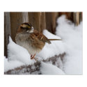 White-throated Sparrow posters