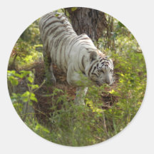 White tiger 010 stickers