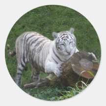 White tiger 015 round sticker