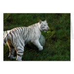 White tiger 019 card