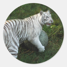 White tiger 019 sticker
