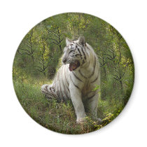 White tiger 020 magnets
