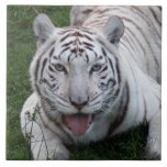 white tiger 2 9x9 tile