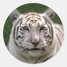 White Tiger 3949e Round Sticker