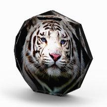 White Tiger Acrylic Award