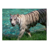 White tiger against blue water walking photograph card