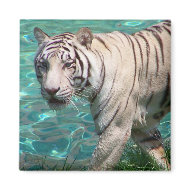 White tiger against blue water walking photograph magnet