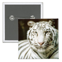 White Tiger Buttons