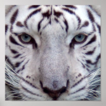 White Tiger Framed Print
