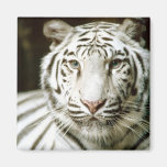 White Tiger Fridge Magnets