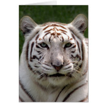 White Tiger Greeting Card