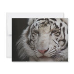 White Tiger Invitation