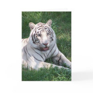 White tiger on green grass vertical frame picture card