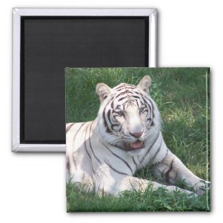 White tiger on green grass vertical frame picture magnet