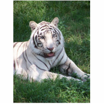 White tiger on green grass vertical frame picture photo cutout