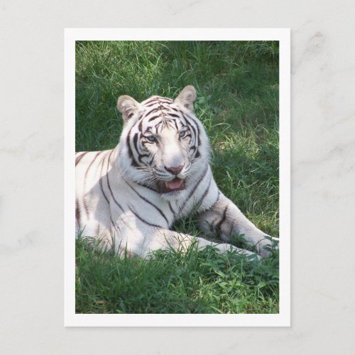 White tiger on green grass vertical frame picture postcard