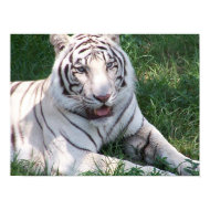 White tiger on green grass vertical frame picture print
