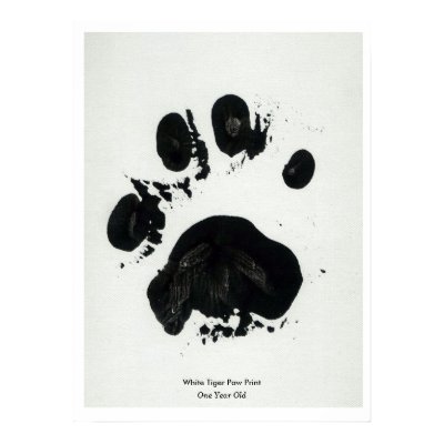 tiger paw print sketch