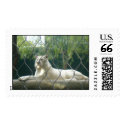 White Tiger postage by simba4every2k White Tiger postage