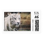 White Tiger Postage Stamps
