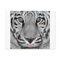 White Tiger Postcards