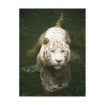 white tiger post cards