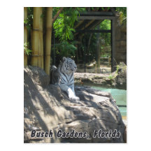White Tiger Postcard