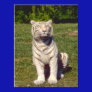 White Tiger Poster