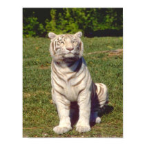 White Tiger Poster posters