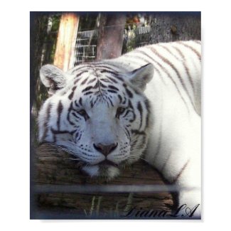 White Tiger Poster print