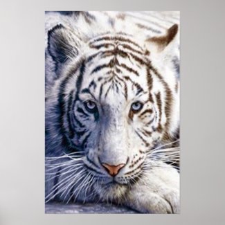 White Tiger Poster print