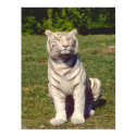 White Tiger Poster posters by lapatrick1161 White Tiger Poster posters