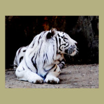 White Tiger Profile posters