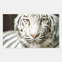 White Tiger Rectangular Stickers