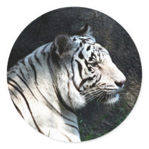 White tiger sticker