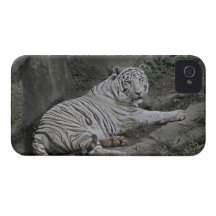 White Tiger Summer Day iPhone 4 Case-Mate Case