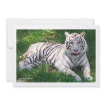 White Tiger with Blue Eyes Licking Nose Custom Announcement