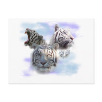 White Tigers Postcard