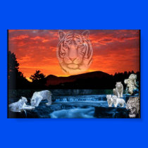 white tigers