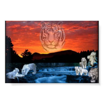 white tigers