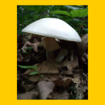 White Top Mushroom Poster / Print - Bordered