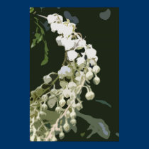 White Trailing Flowers Poster/Print posters