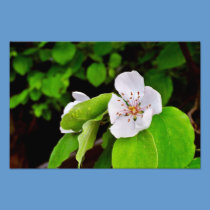 White tree flower photography