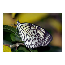 White Tree Nymph Butterfly posters by sauvey White Tree Nymph Butterfly posters