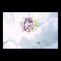 White Tree Peony Flower posters