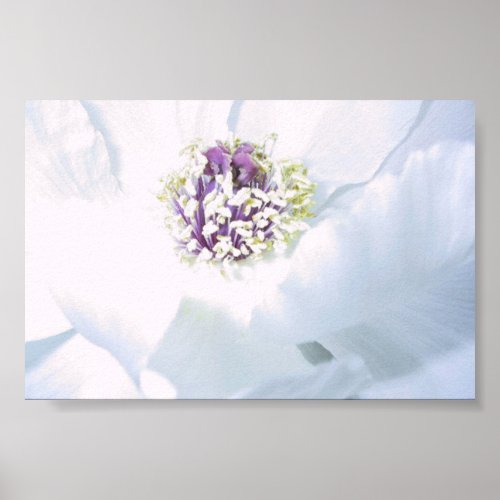 White Tree Peony Flower print