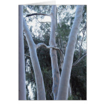 white trees in Griffith Park cards